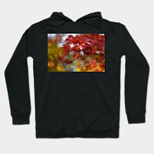 In the garden Hoodie